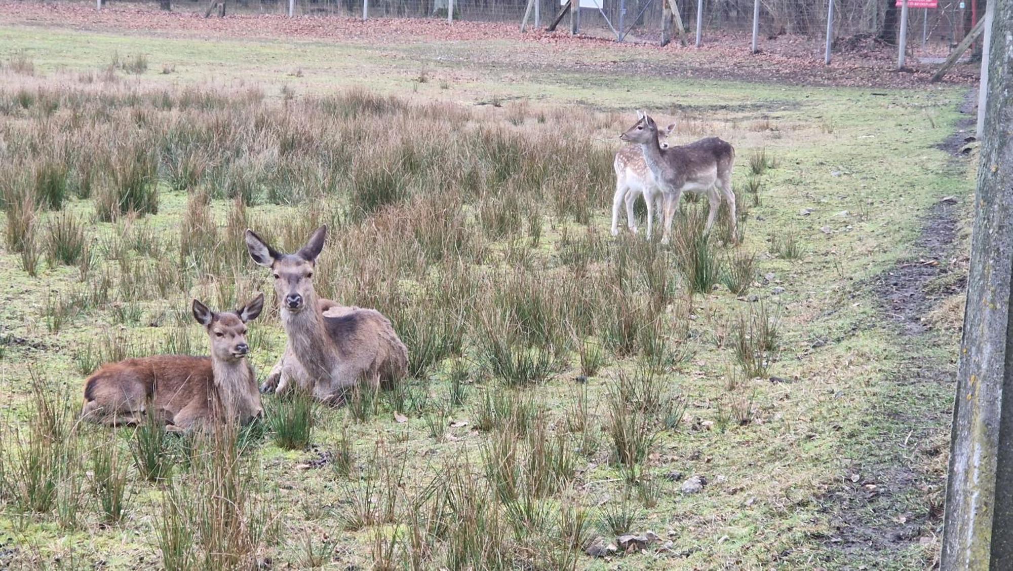 Rancho Colorado Villa Trzciel Eksteriør billede