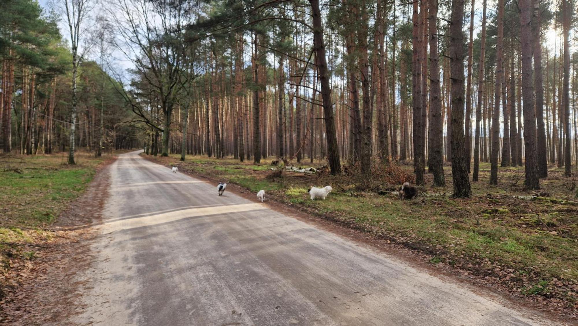 Rancho Colorado Villa Trzciel Eksteriør billede
