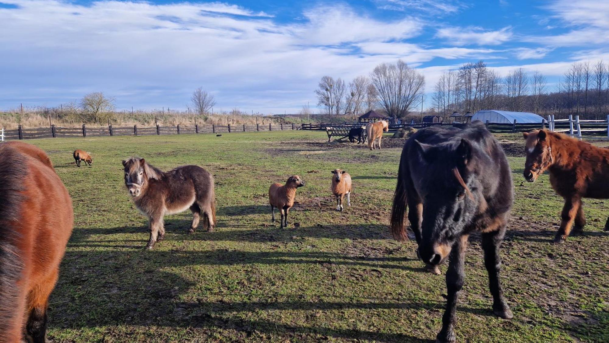 Rancho Colorado Villa Trzciel Eksteriør billede