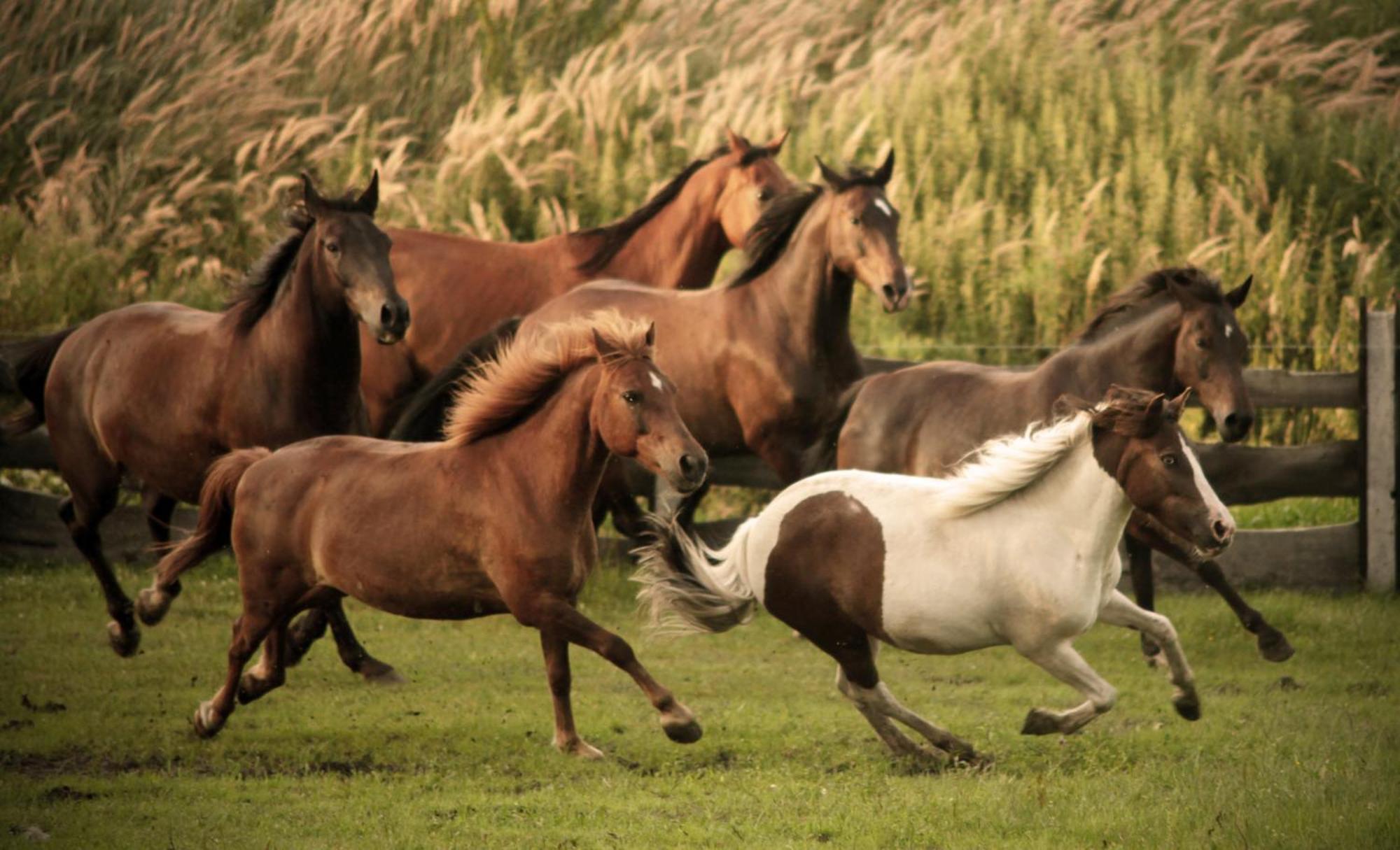 Rancho Colorado Villa Trzciel Eksteriør billede
